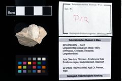 Foto (Objekt + Etikett) von Longodromites excisus (von Meyer, 1857)  (NHMW-GEO-2014-0194-0012)